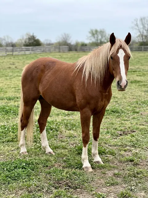 Input photo: a chestnut horse